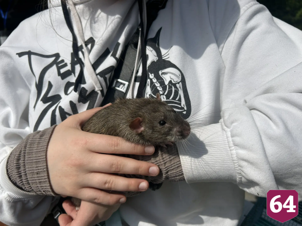 Саратовцам в День эколога дарили букеты из лекарственных трав 